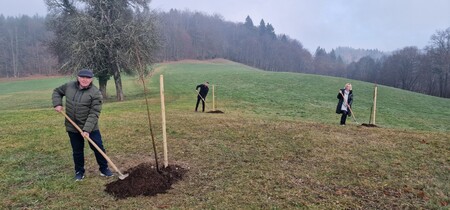 Mirna - posadili so lipe, foto Lapego (3)